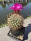 Preview: Sulcorebutia spec. BL violett
